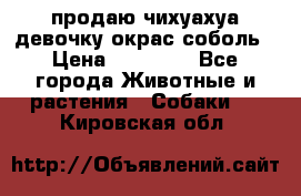 продаю чихуахуа девочку,окрас соболь › Цена ­ 25 000 - Все города Животные и растения » Собаки   . Кировская обл.